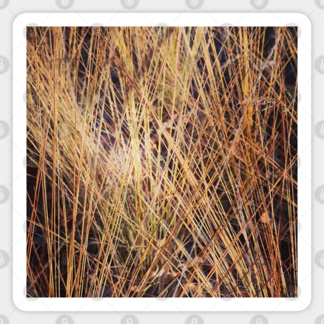 Autumnal grasses Sticker by Jonesyinc